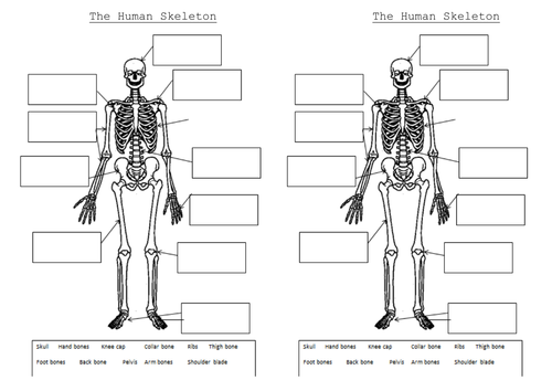 The skeleton and muscles Powerpoint and worksheets | Teaching Resources