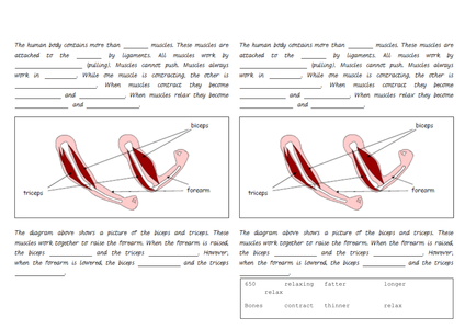 the skeleton and muscles powerpoint and worksheets by hilly577 uk