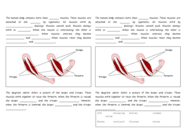 Worksheets Muscles Worksheet the skeleton and muscles powerpoint worksheets by hilly577 worksheet docx
