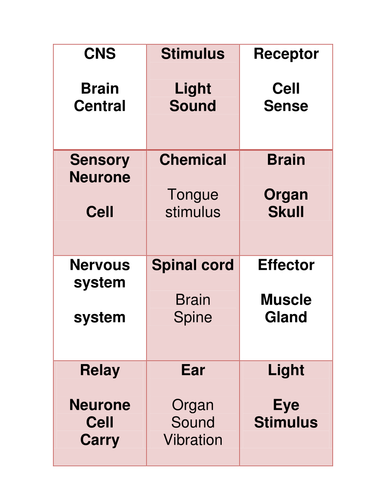 Nervous system activites and games | Teaching Resources