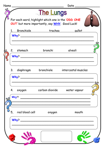 Structure of the lungs | Teaching Resources