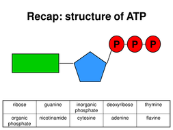 Respiration | Teaching Resources