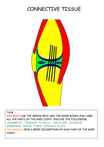 Skeletal System | Teaching Resources