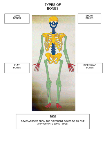 Skeletal System | Teaching Resources