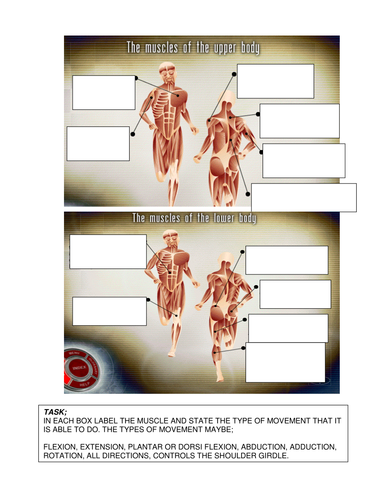 Muscular System | Teaching Resources