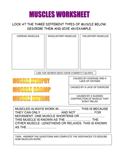 Muscular System | Teaching Resources