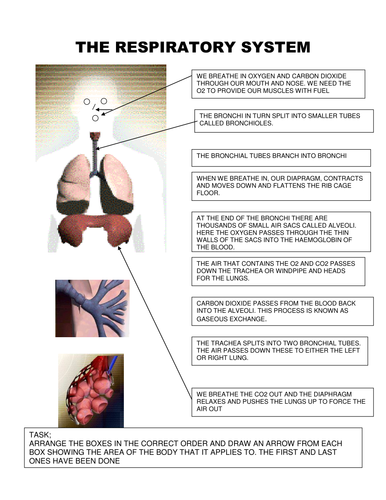 Respiratory System | Teaching Resources