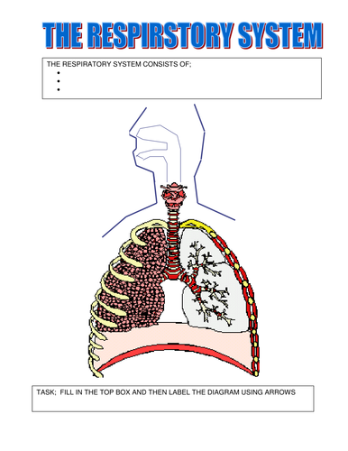 Respiratory System by iLovePE - Teaching Resources - TES