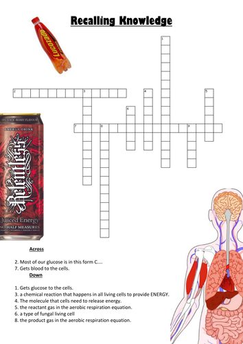 Worksheets for KS3 Respiration | Teaching Resources