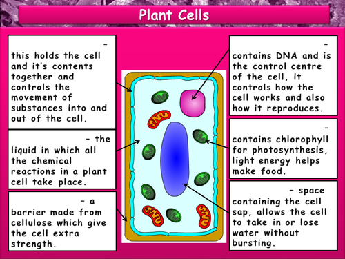 animal-and-plant-cell-labeling-worksheet-answers