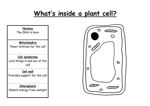 Animal and Plant Cells by fiendishlyclever - Teaching ...