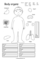 Body Organs | Teaching Resources