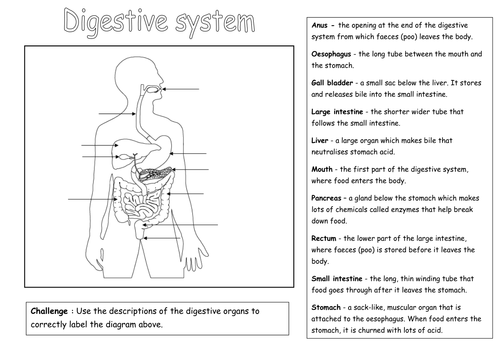 Label the digestive system | Teaching Resources