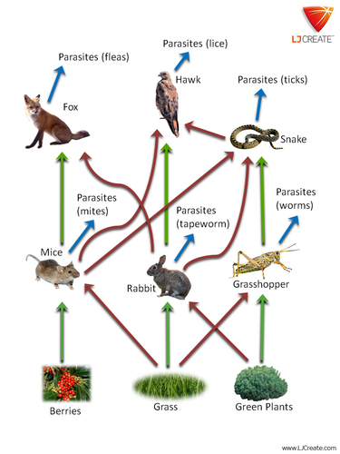 Food Webs | Teaching Resources