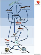 Food Webs | Teaching Resources