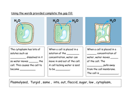 osmosis cells plant starter tes resources docx kb