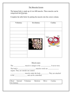 Muscular System Worksheets | Teaching Resources