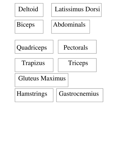 Muscular System Worksheets | Teaching Resources