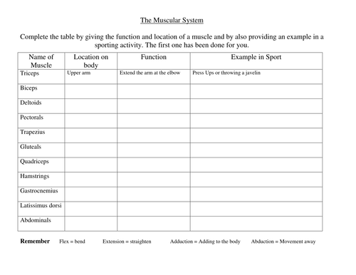 Muscular System Worksheets | Teaching Resources