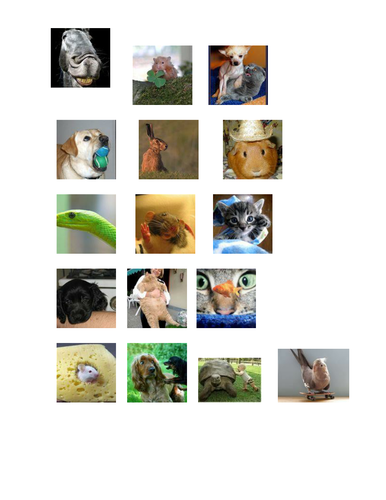 Funny pets | Teaching Resources