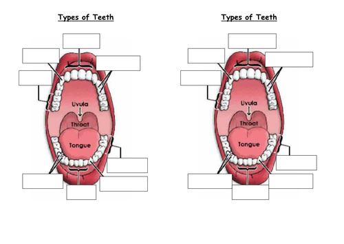 Teeth diagram for labelling by fairykitty - Teaching ...