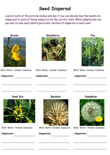 Activity sheets on seed dispersal | Teaching Resources