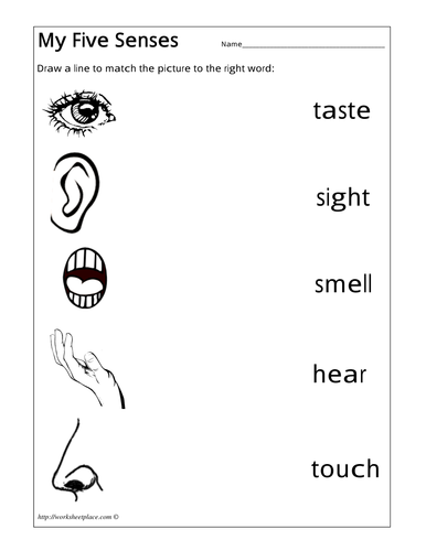 senses workbook teaching resources