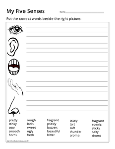 Senses Workbook - Resources - TES