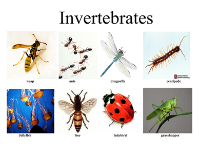 invertebrates vertebrates invertebrate characteristics pdf document quiz kairos ten shared tes song mb resources teaching kb