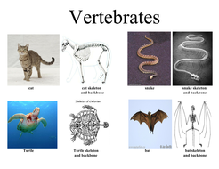 Invertebrates Vertebrates | Teaching Resources