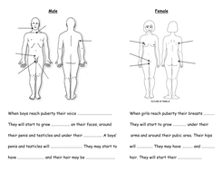 Differentiated puberty body changes worksheets | Teaching Resources