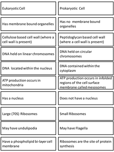 Prokaryote & Eukaryote card sort by elevateeducation.co.uk - Teaching