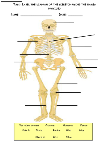 The Human Skeleton | Teaching Resources