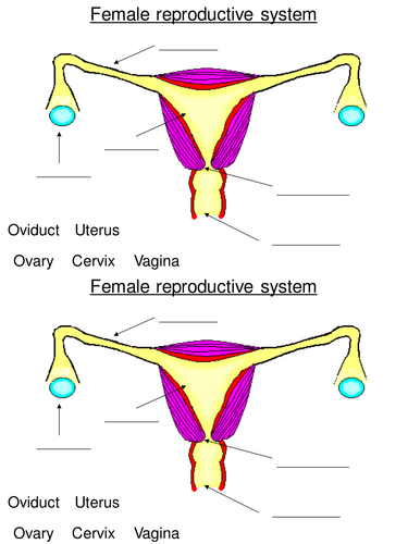 Ks3 Reproduction The Female Reproductive System Teaching Resources 8071