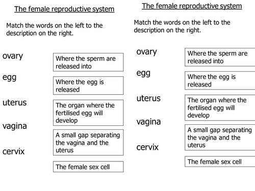 Ks3 Reproduction The Female Reproductive System 2 Teaching Resources