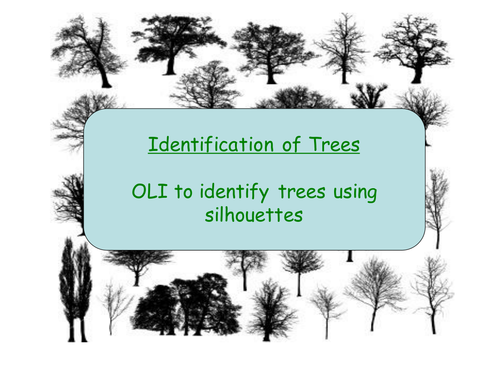 Tree Shape & Identification of Trees | Teaching Resources