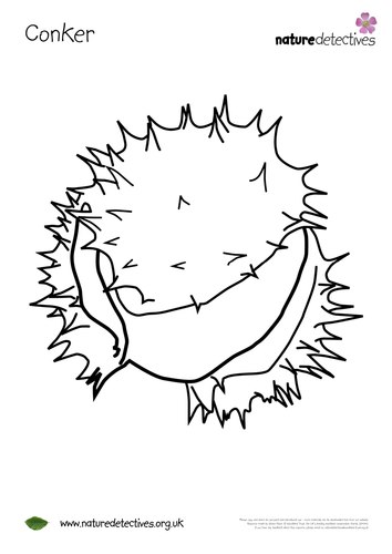 conkers-colouring-sheet-teaching-resources