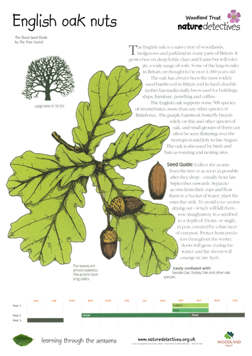Horse Chestnut - Collecting and Planting Seeds | Teaching Resources