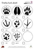 Hunt - Animal Tracks | Teaching Resources