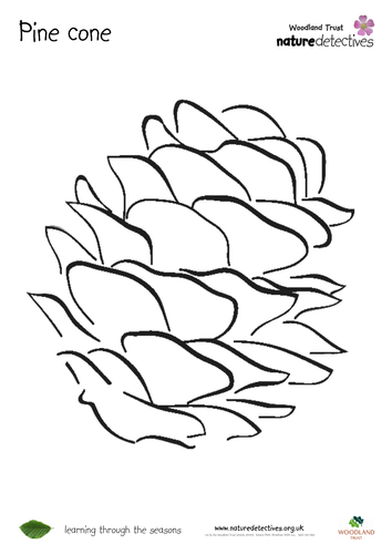 Pine Cone - Colouring Sheets | Teaching Resources