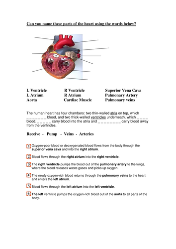 Heart worksheet | Teaching Resources