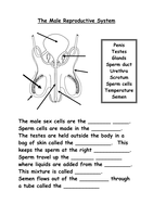 Reproductive Organs by Shazbatz UK Teaching Resources TES