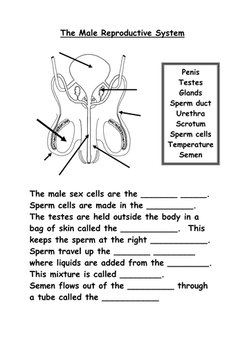 Reproductive Organs Teaching Resources