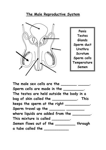 Reproductive Organs | Teaching Resources