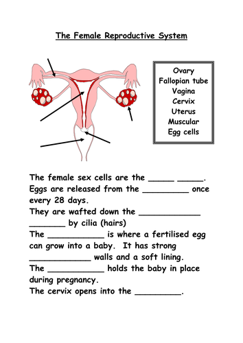 Reproductive Organs by Shazbatz Teaching Resources TES