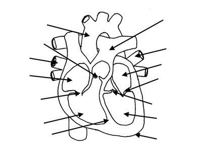 OCR gateway B3: The heart by mba06ht - UK Teaching Resources - TES