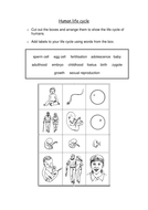 Human life cycle | Teaching Resources