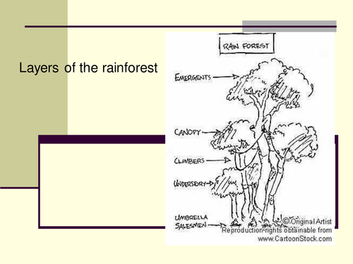 Worksheets Layers Of The Rainforest Worksheet rainforest layers by claire494 teaching resources tes