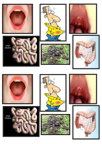 The Digestive System | Teaching Resources