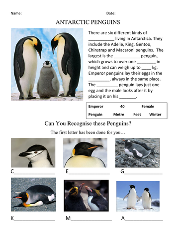 Antarctic Habitats and Animals | Teaching Resources